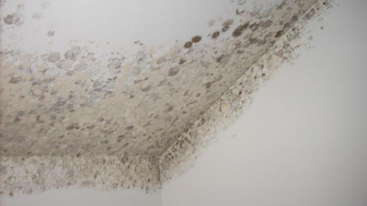 Mold Remediation Services Miami